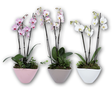 Arrangement d'orchidées
