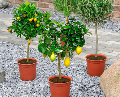 Mediterranes Stämmchen
