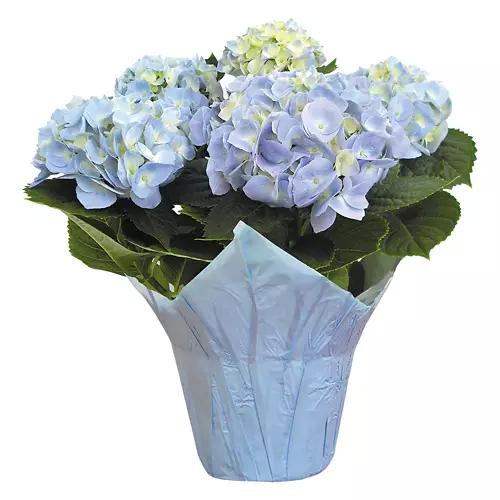 6" Hydrangea Indoor Plant - Assorted Color