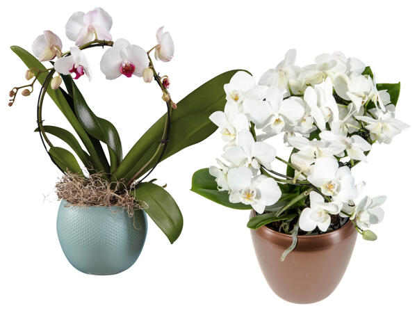 Orchidee-Bügel in Keramik