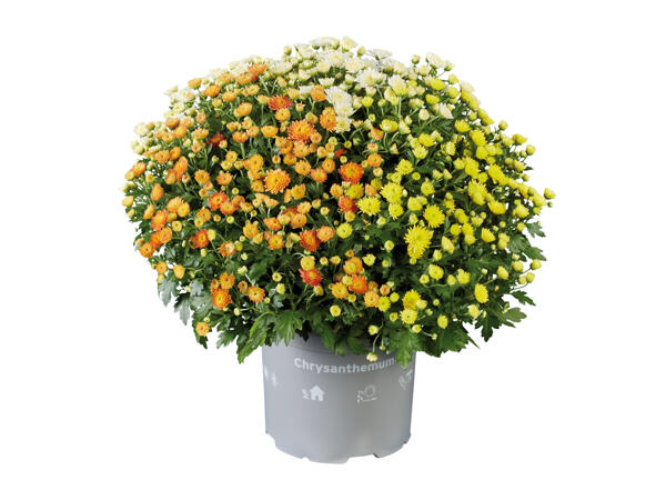 Chrysanthemen-Trio