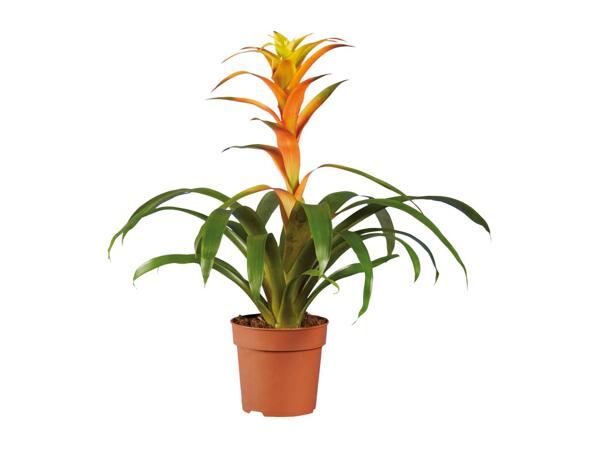 Bromelia