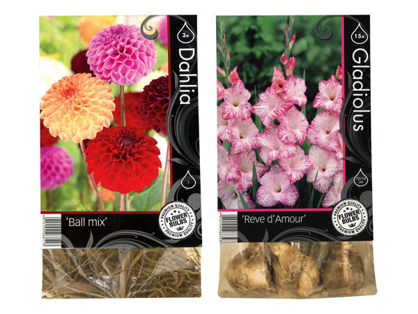 Herbstblumenzwiebel Premium