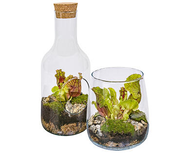 PIANTA CARNIVORA IN VASO DI VETRO
