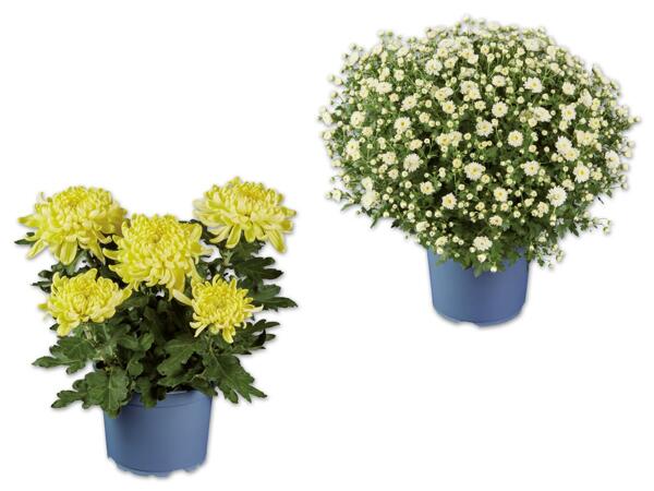 Deko- oder Buschchrysanthemen