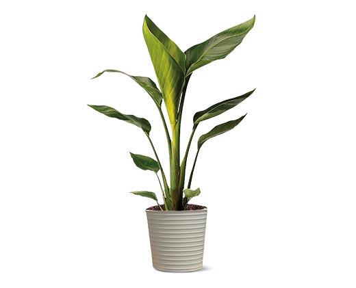 10 Inch Foliage Assorted Varieties