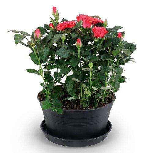 Rosenschale