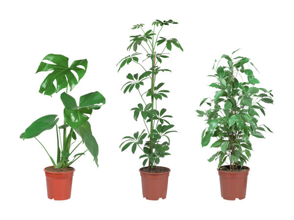 Plante verte
