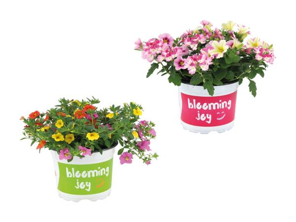 Plantes à massifs trio