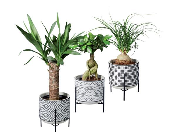 Easy-Care Plants