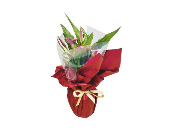 Loving Lilies