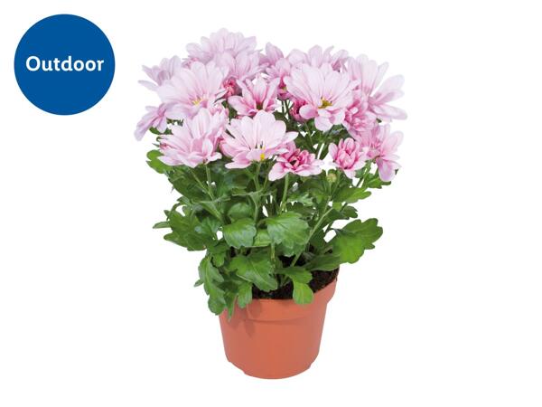 Chrysanthemum