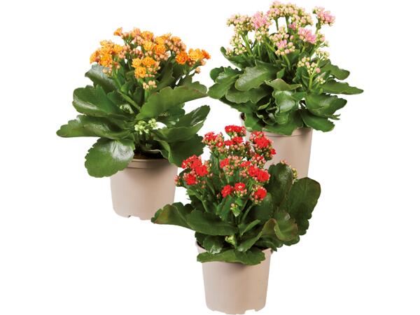 Kalanchoe