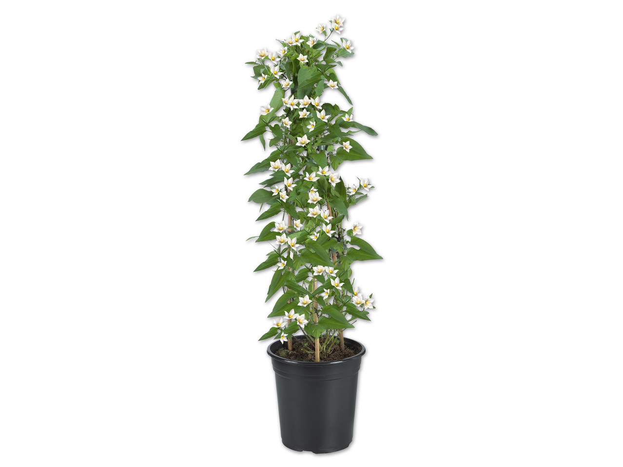 Solanum Jasmin Säule