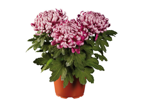 Decorative Chrysanthemums