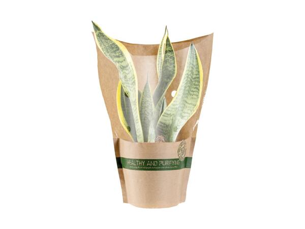 Eco Green Plant