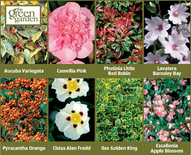 Evergreen Shrubs