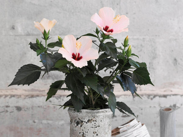 Hibiscus LongiFlora