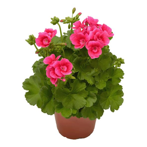 Geranium Pink Splash