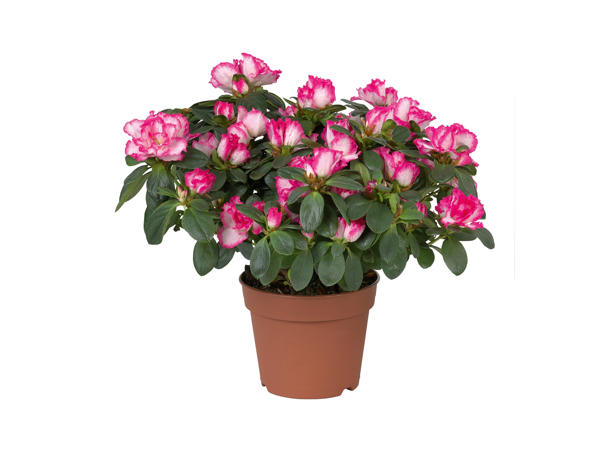 Azalea