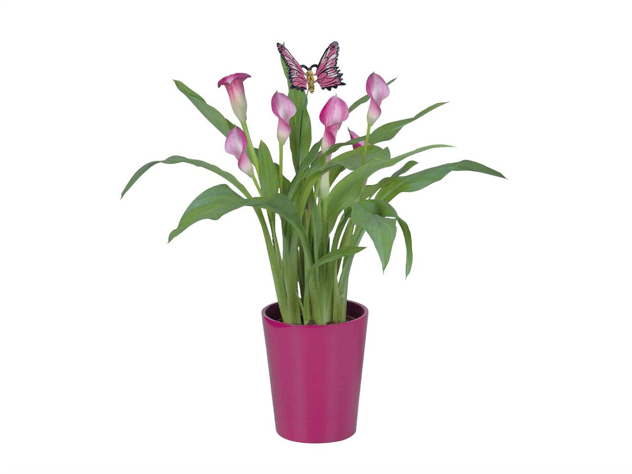 Calla in Ceramic Pot1