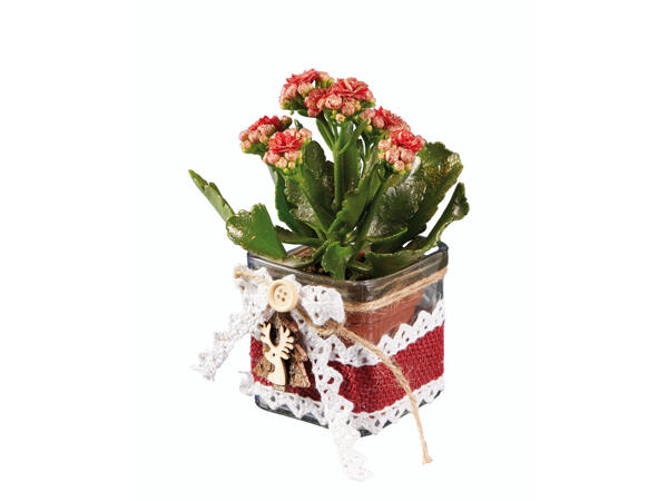 Kalanchoé dans un vase en verre