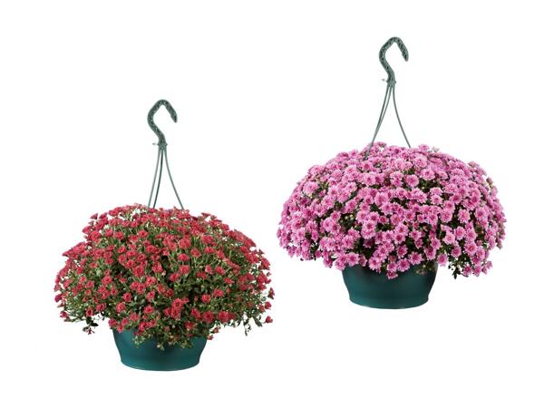 Krysantemum ampel