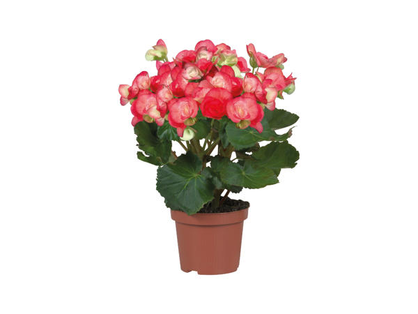 Begonia1