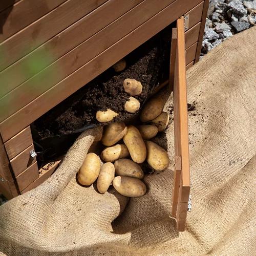 HECHT INTERNATIONAL Bac de plantation de pommes de terre, P01525