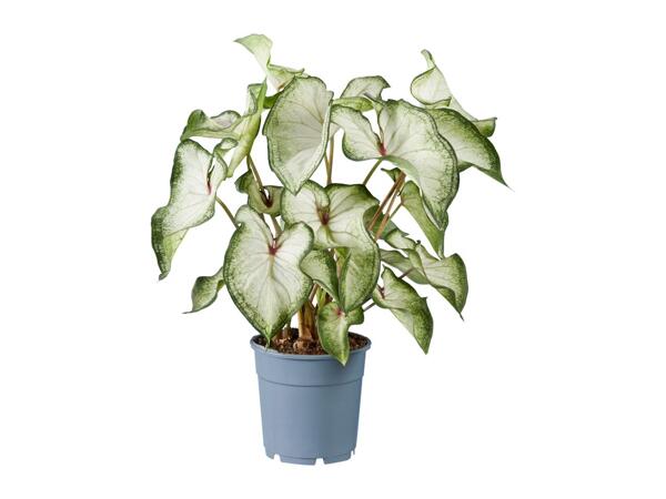 Caladium Mix