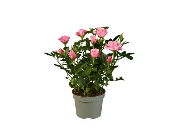Roses in a Pot