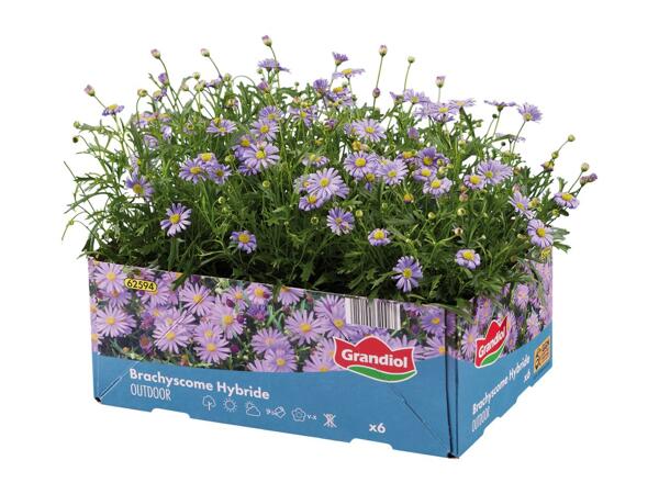 Bedding And Balcony Plants