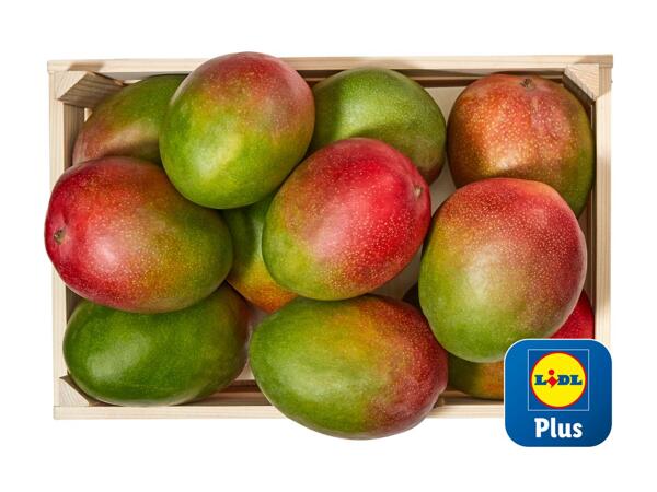 Mangue