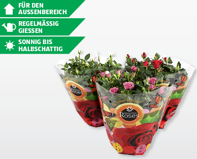 Rosenschale