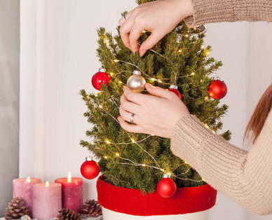 Weihnachtsbäumchen (Zuckerhutfichte)