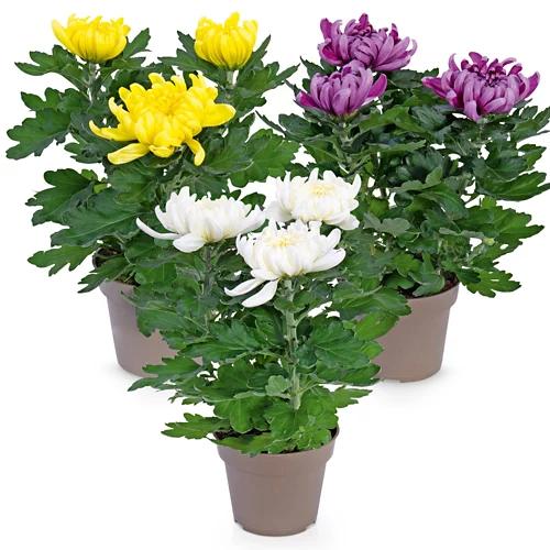 Chrysanthemen 3-Baller