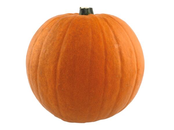 Large Pumpkin