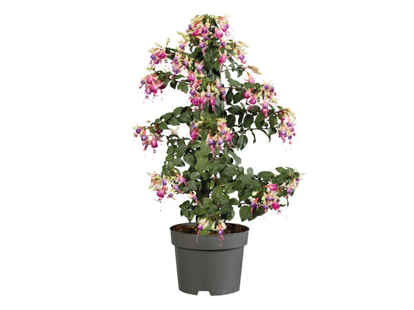 Fuchsia