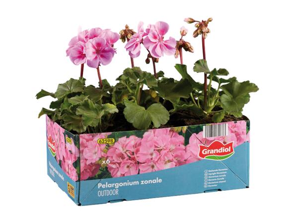 Geraniums