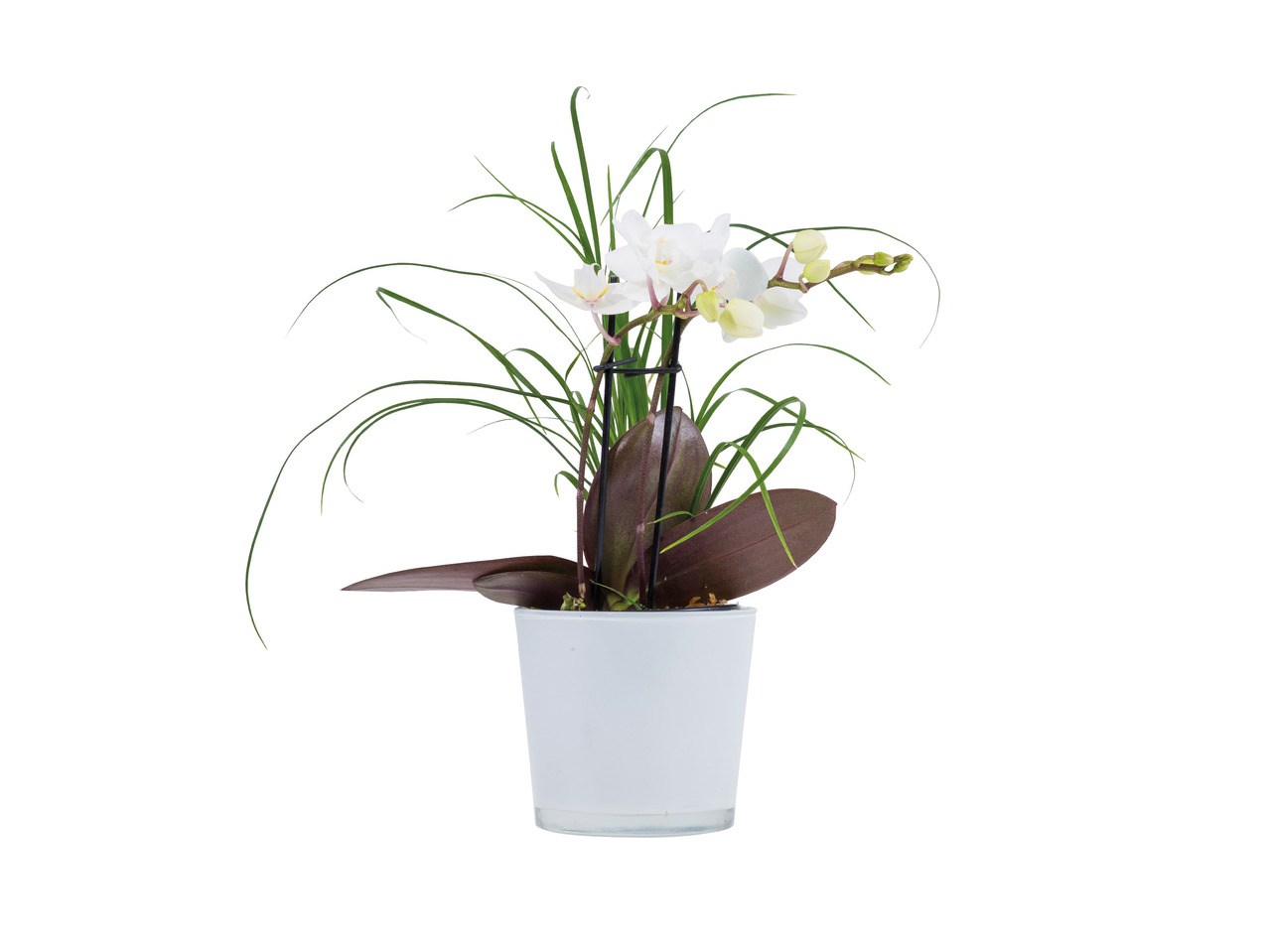 Orkidé og nolina