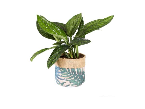 Green Plants