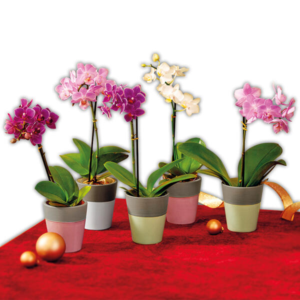 Mini-Orchidee