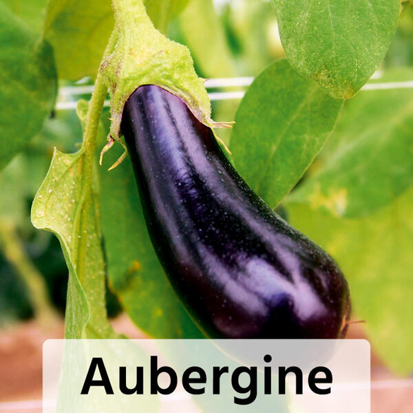 Veredeltes Südgemüse