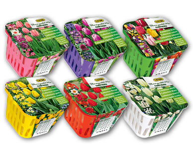 Blumenzwiebelmix-Farbthema