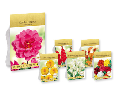 Bulbes à fleurs exclusifs