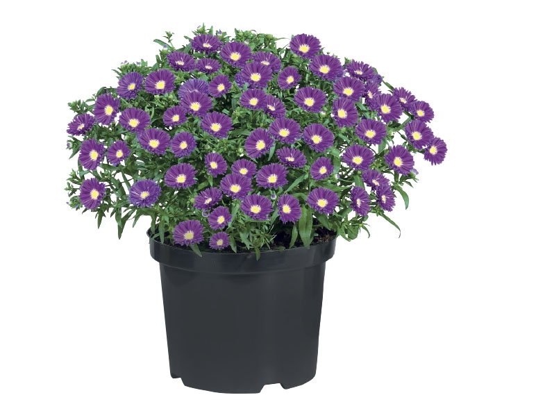 Sapphire Aster Bush