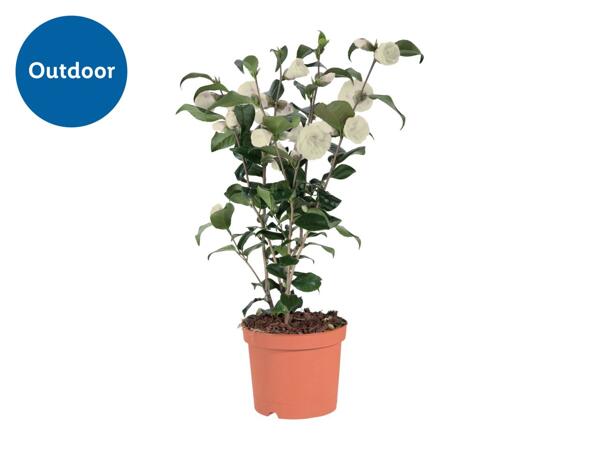 Camellia