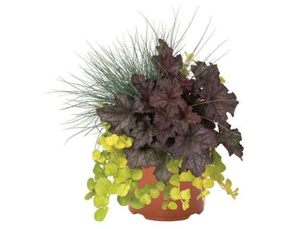 Confetti Garden Longlife Duo