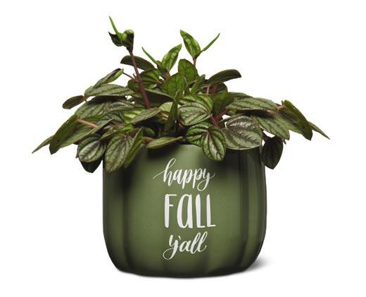 Harvest Fest Houseplant