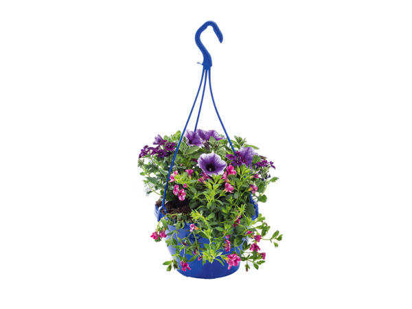 Colourful Hanging Baskets